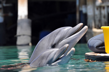 אטרקציות לכל המשפחה - ביקור בריף הדולפינים