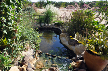 בריכת דגים במתחם רותמ'ס גסט האוס במושב פארן