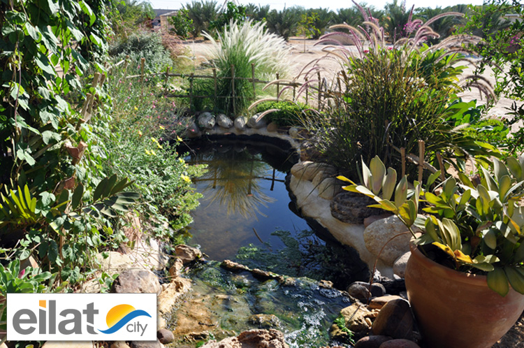 בריכת דגים במתחם רותמ'ס גסט האוס במושב פארן
