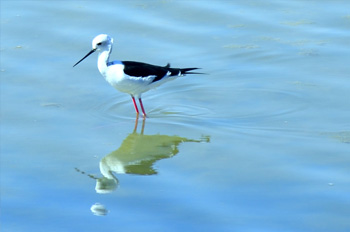 Eilat Ornithological Park