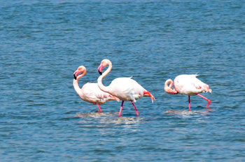 Знакомство с фламинго на соляных прудах