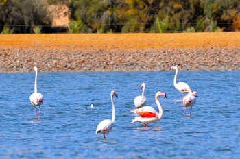 פלמינגו בבריכות המלח צפונית לאילת