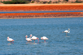הפלמינגו משתכשכים במים