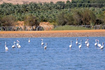 פלמינגו בלהקות בבריכות המלח של אילת