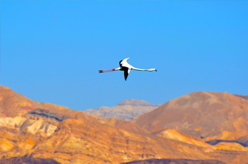 פלמינגו במעופה