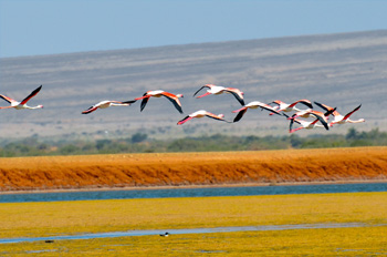 להקת ציפורי פלמינגו שהוחרדו ממנוחתם