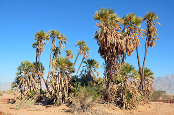 Eilat Doum Palms (gingerbread tree)