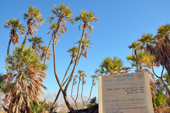 דקלי הדום - המקום הצפוני ביותר בעולם שבו צומח זן דקלים זה
