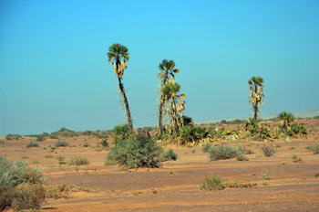 עוד כמה דקלים מסוג דום המפוזרים באזור