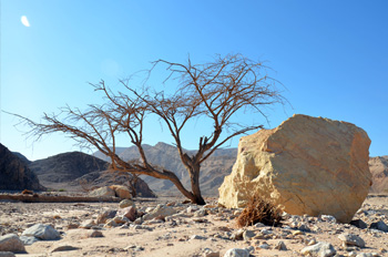 עמודי עמרם אילת - הדרך לאתר מלווה בטבע יפייפה