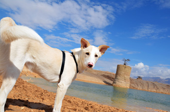 מחצבת נחל שחורת אילת - גם כלבים משתכשכים במקום...