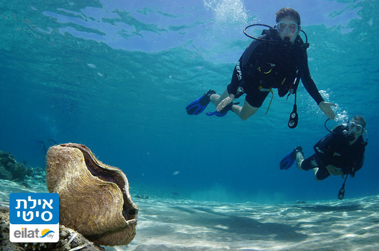 נאוטילוס קורסי צלילה, צלילות הכרות