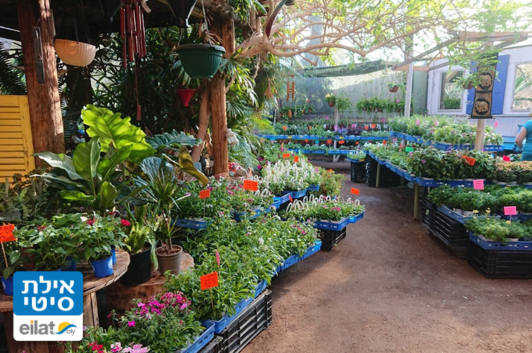 משתלת הגן הבוטני אילת