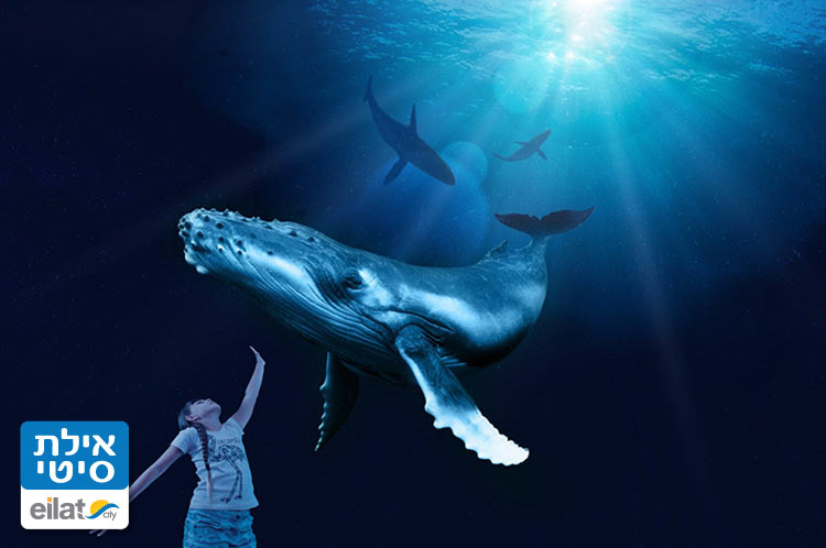 לגעת מקרוב ביונקים עצומים