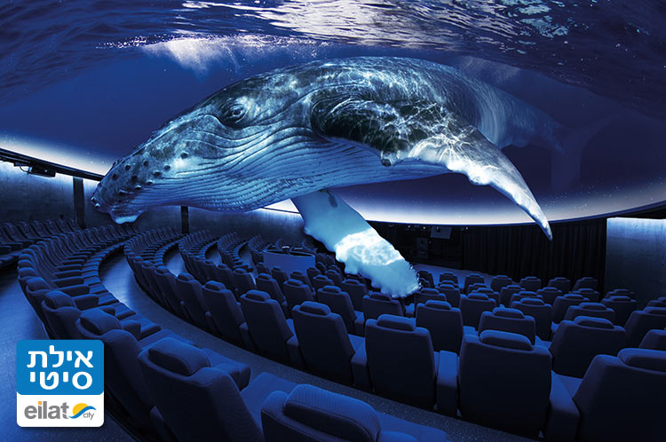 להתבונן בלוויתן מקרוב ב 360 מעלות