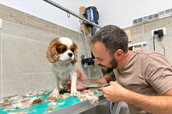 טיפול אישי ומסור - דוג ביוטי