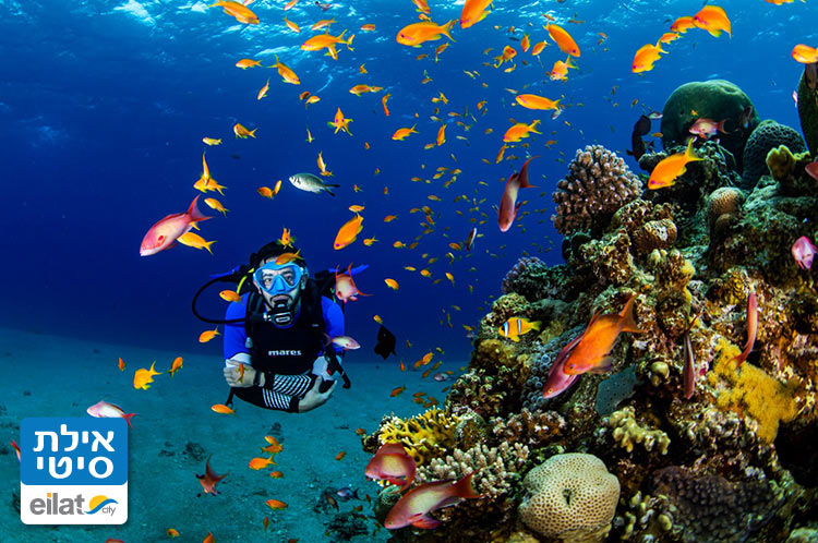 לצלול בשוניות היפות של אילת