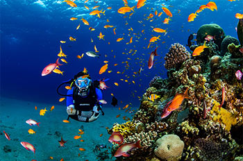 לצלול בשוניות היפות של אילת