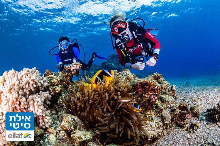 מרכז צלילה מנטה לגלות את מפרץ אילת