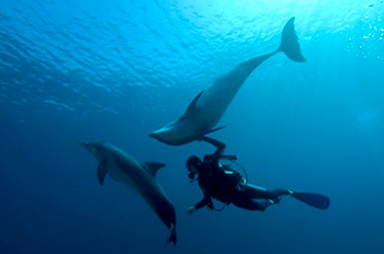 ריף הדולפינים - מועדון צלילה