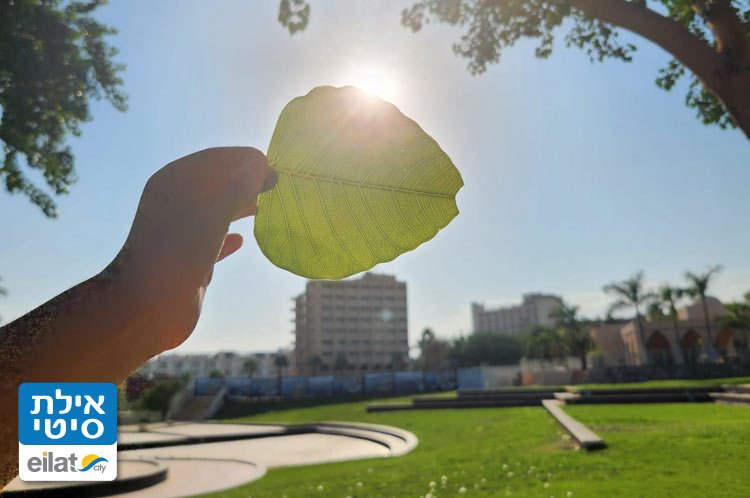להתבונן דרך המצלמה