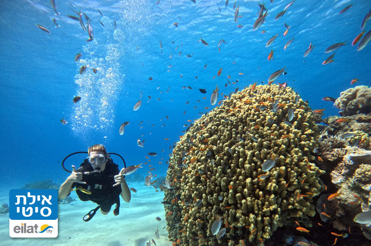 צלילת היכרות, קורסי צלילה וצלילות ריענון עם האפי דיוורס