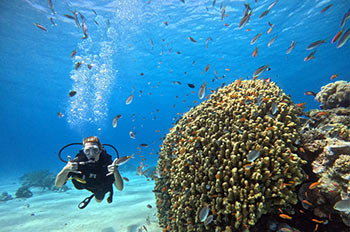 צלילת היכרות, קורסי צלילה וצלילות ריענון עם האפי דיוורס