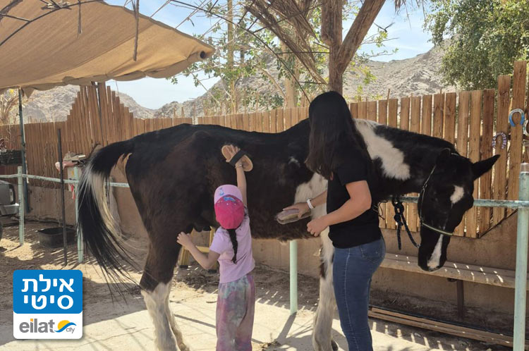 בואו ליצור קשר מיוחד עם סוסים בשיעורי רכיבה בבית הספר של קשת