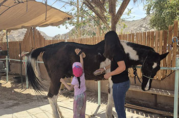 בואו ליצור קשר מיוחד עם סוסים בשיעורי רכיבה בבית הספר של קשת
