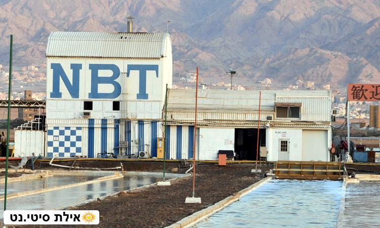 NBT אילת - ייצור אצות