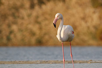 Happening samedi de Souccot au parc ornithologique