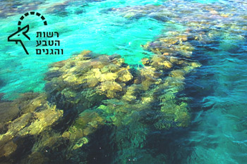 כנס הצלילה הבינ"ל - אתגרים בשמירת הטבע במפרץ אילת