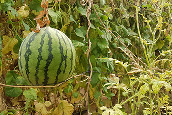 מהחממה לצלחת - סופ"ש קולינרי בערבה