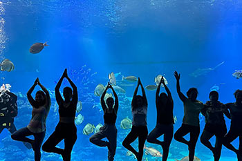 תירגול יוגה במצפה התת ימי