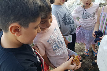 סיור בחוף הסלעי - לגלות בעלי חיים מופלאים בשפל
