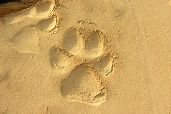 סיור "בעקבות העקבות" בחולות סמר