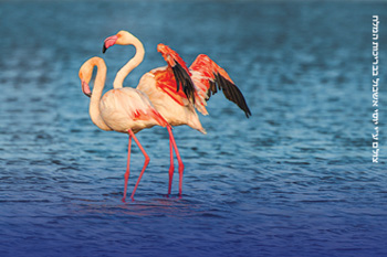"The Pink Tour" - Flamingo Tours to Eilat's Salt Pools