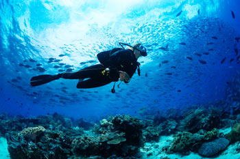 צלילת ניקיון במפרץ אילת