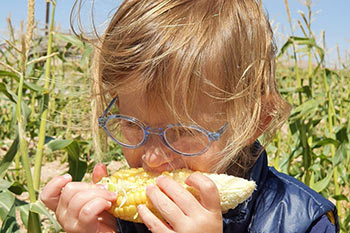 חגיגת פורים עם קטיף תירס בקיבוץ אילות