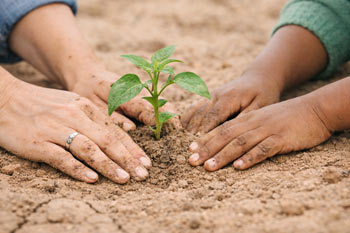 חגיגת ט"ו בשבט בגן הבוטני אילת
