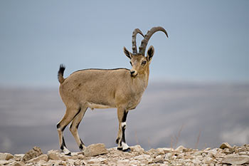 מפגשי צפרות לחובבי הציפורים ביער הולנד
