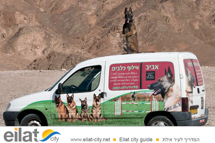 אביב אילוף כלבים אילת