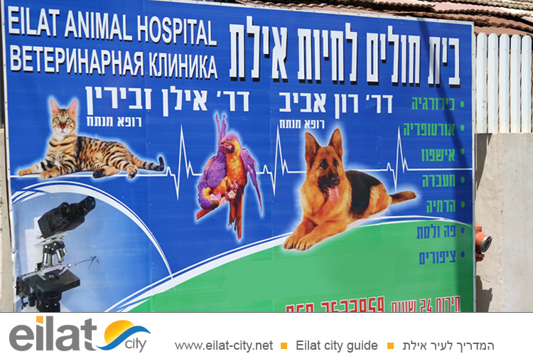 בית חולים לחיות אילת