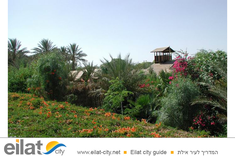 גן עדן הערבה מושב חצבה - חופשה חלומית לכל המשפחה בחצבה