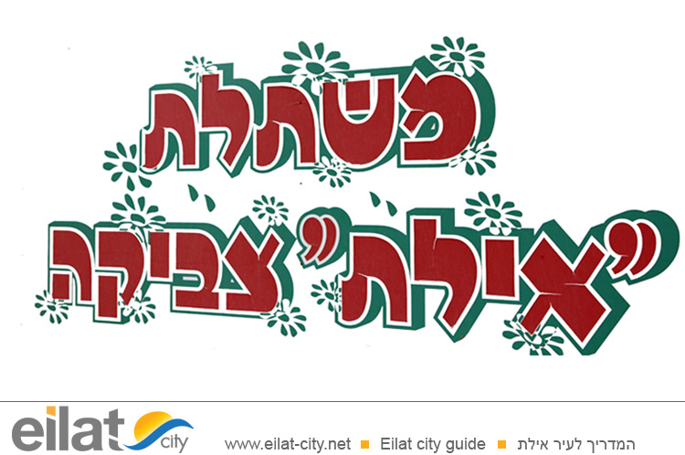 משתלת צביקה אילת