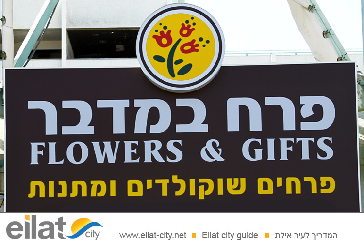 פרח במדבר אילת