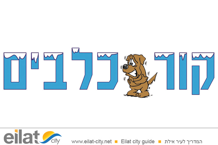 קור כלבים אילת